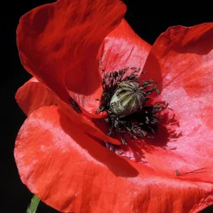 Rajani O Fui Jing Edp 50 ml - Image 3