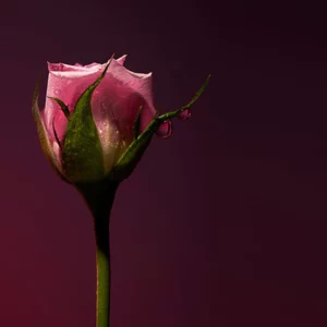 Olfactive Studio Rose Shot Extract edp 100ml - Image 2