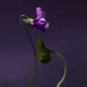 Olfactive Studio Violet Shot Extract edp 100 ml - Image 2